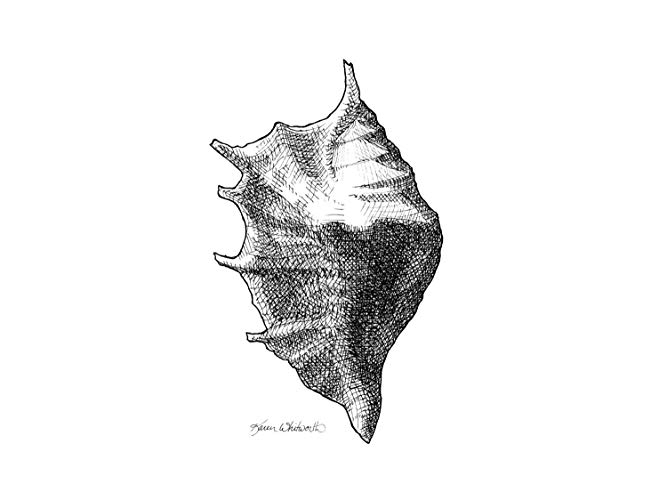667x500 sea shell drawing - Shell Drawing