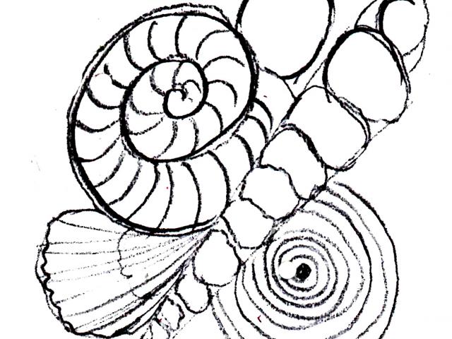 640x480 Drawn Shell Easy - Shell Drawing Easy