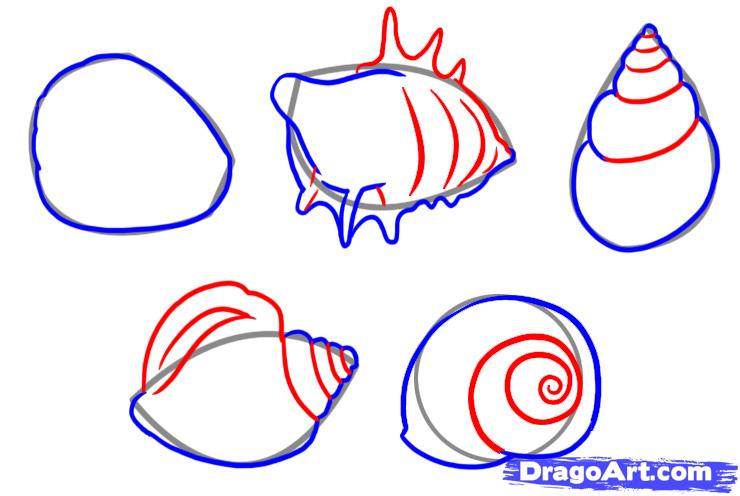 740x496 How To Draw Shells, Step - Shell Drawing Easy