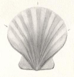 250x259 Draw A Scallop Shell In Six Steps Carol's Drawing Blog - Shell Drawing Easy