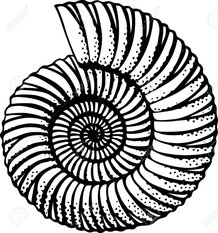 736x786 Seashells Shell Spiral Transparent Png Clipart Free Download - Shell Line Drawing