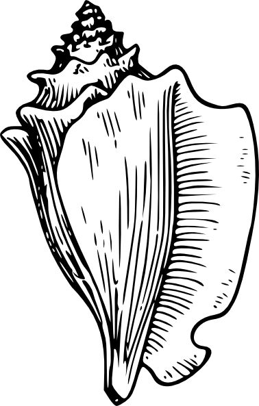 378x593 Conch Shell Clip Art Look At Clip Art Images - Shell Line Drawing