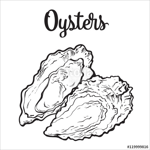 500x500 Fresh Oyster, Sketch Style Vector Illustration Isolated On White - Shellfish Drawing