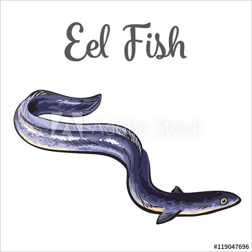 500x500 Live Eel Fish, Sketch Style Vector Illustration Isolated On White - Shellfish Drawing