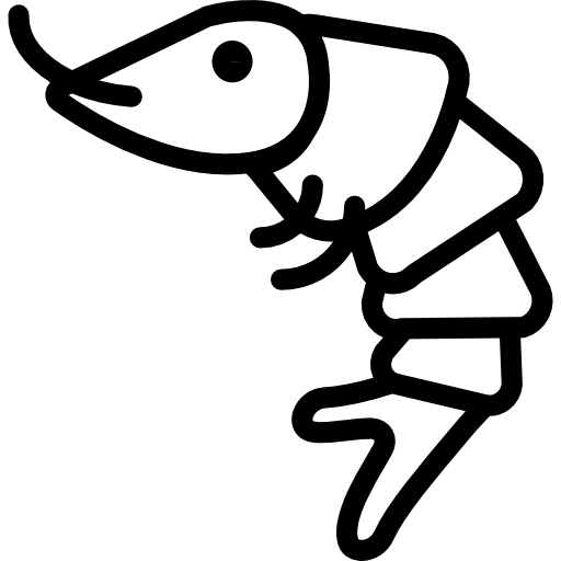 512x512 Seafood Drawing Cooked Shrimp Transparent Png Clipart Free - Shellfish Drawing