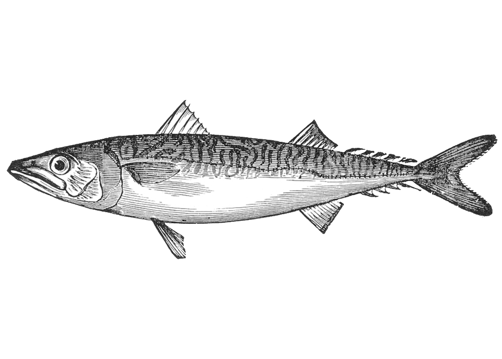 1000x714 Seafood Drawing Shellfish Transparent Png Clipart Free Download - Shellfish Drawing