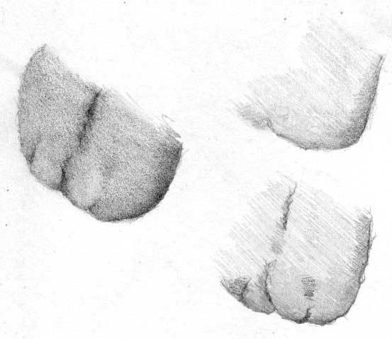 553x479 tongue shellfish from the isle of carol carol's drawing blog - Shellfish Drawing