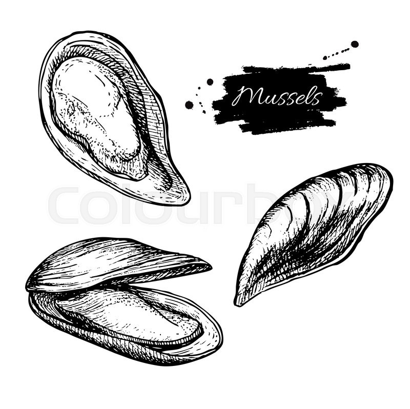 800x798 vector vintage mussel set drawing stock vector colourbox - Shellfish Drawing