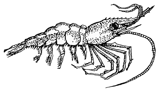 523x295 vietnamese shrimp toast monahan's seafood market fresh whole - Shellfish Drawing