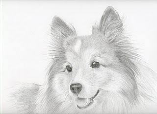 320x233 pencil drawings sheltie - Sheltie Drawing