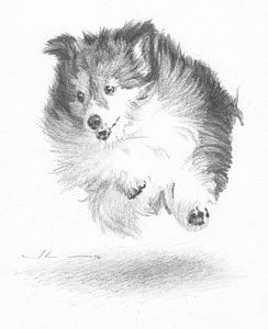 244x300 running sheltie pencil porrait drawing - Sheltie Drawing
