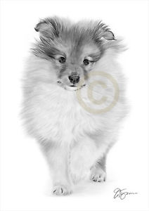 212x300 sheltie puppy pencil drawing artwork print - Sheltie Drawing