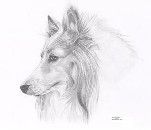 300x259 sheltierough collie shetland sheepdog le art drawing print - Sheltie Drawing