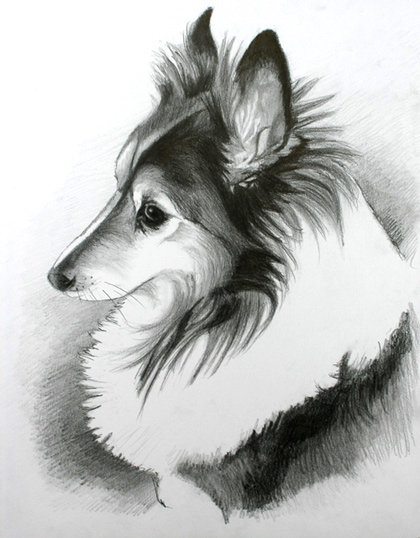 420x538 sheltie, graphite pencil - Sheltie Drawing