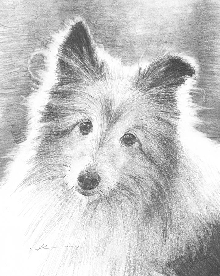 719x900 sheltie dog pencil portrait drawing - Sheltie Drawing
