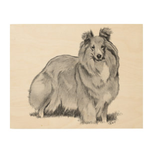 307x307 sheltie drawing art wall zazzle - Sheltie Drawing