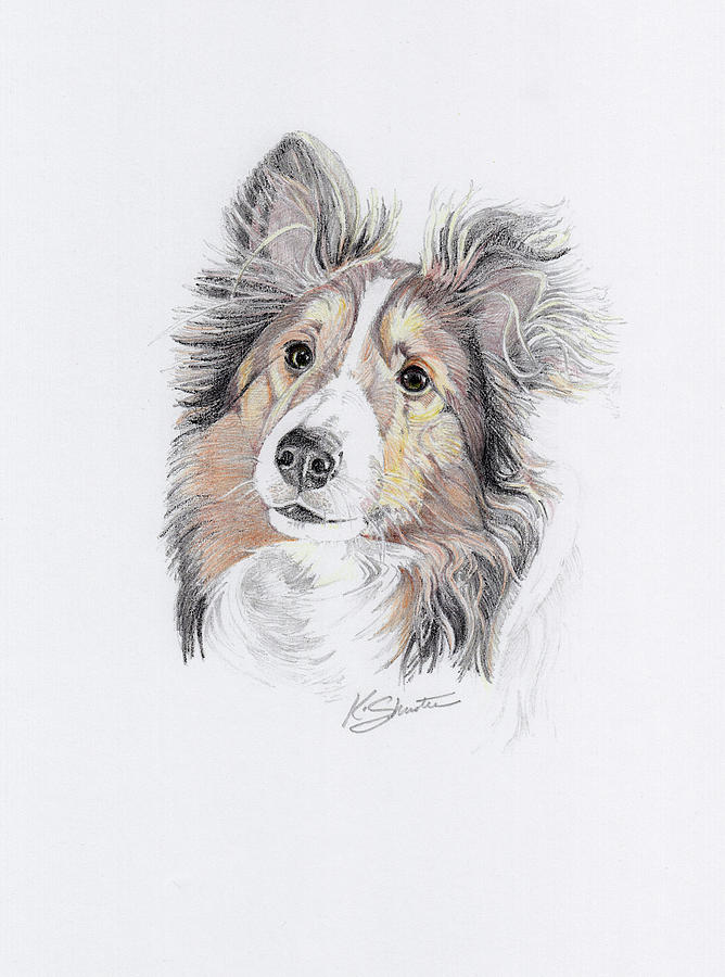 668x900 sheltie drawing - Sheltie Drawing