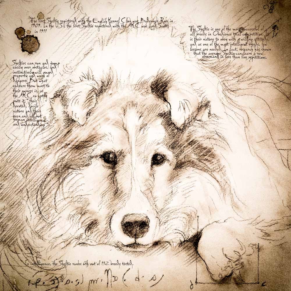 1000x1000 sheltie laying down detail of a da vinci style drawing - Sheltie Drawing