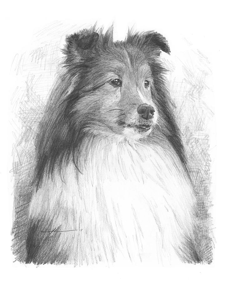 720x900 sheltie pencil portrait drawing - Sheltie Drawing