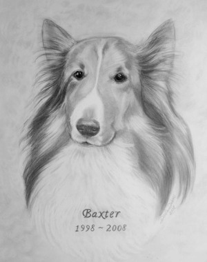 300x380 sheltie shetland sheepdog pencil drawings - Sheltie Drawing