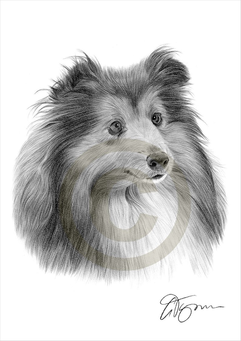 794x1123 sheltie pencil drawing print artwork signed - Sheltie Drawing