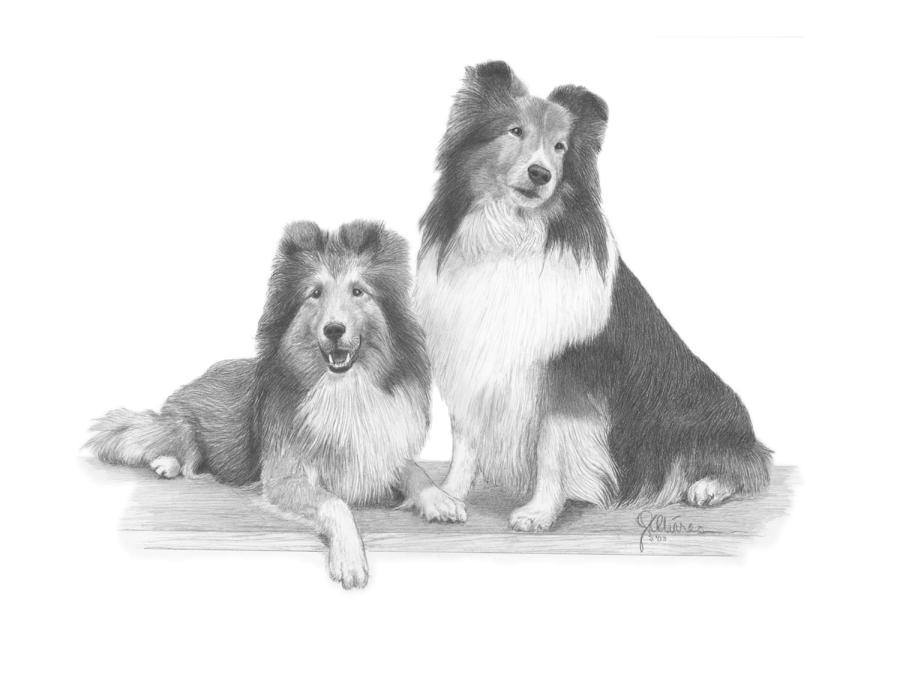 900x692 shelties drawing - Sheltie Drawing