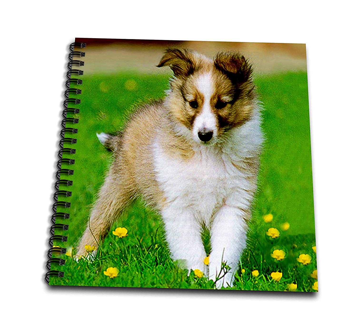 1500x1363 dogs sheltieshetland sheepdog - Sheltie Drawing
