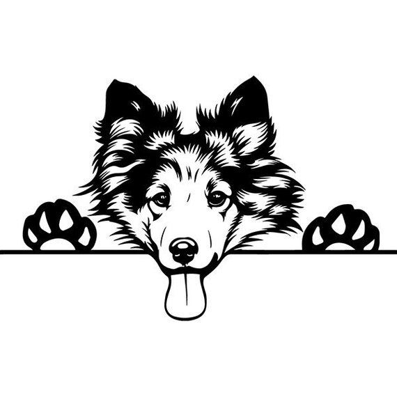 570x570 shetland sheepdog peeking sheltie puppy dog breed pedigree etsy - Sheltie Drawing