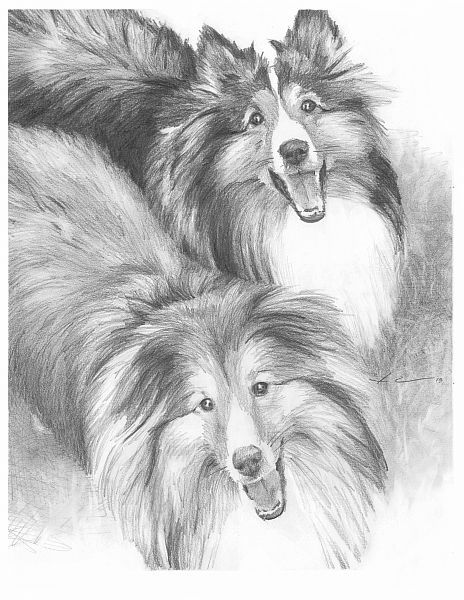 464x600 shetland sheepdog dog breed information shelties sheltie, dog - Sheltie Drawing