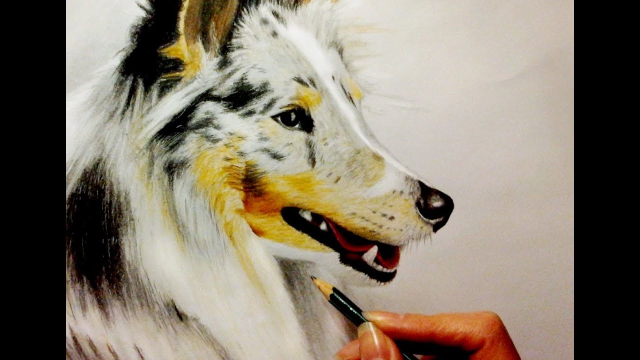 1280x720 speed drawing sheltie dog - Sheltie Drawing