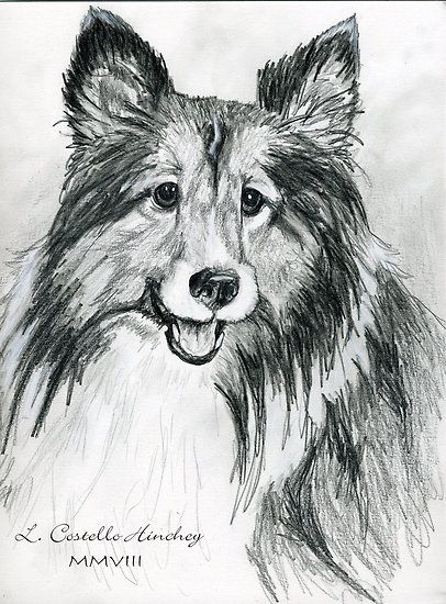 406x550 commissioned pet portrait drawing of miniature sheltie - Sheltie Drawing