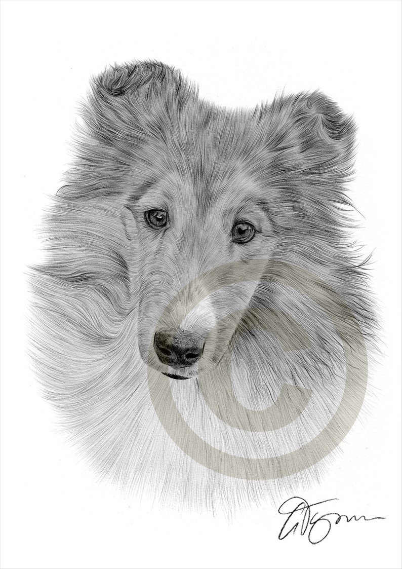 794x1123 dog sheltie pencil drawing print artwork signed - Sheltie Drawing