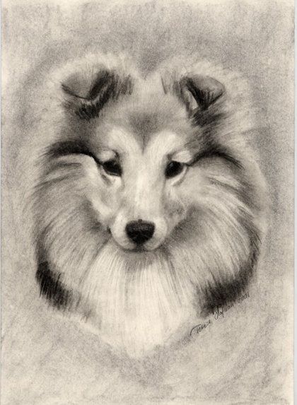 420x573 drawing, sheltie sheltie love sheepdog tattoo, drawings, sheltie - Sheltie Drawing