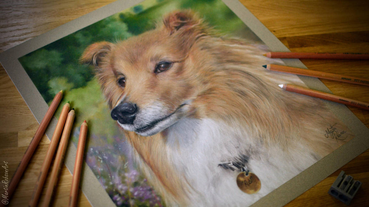 1192x670 drawing 'robi' the sheltie - Sheltie Drawing