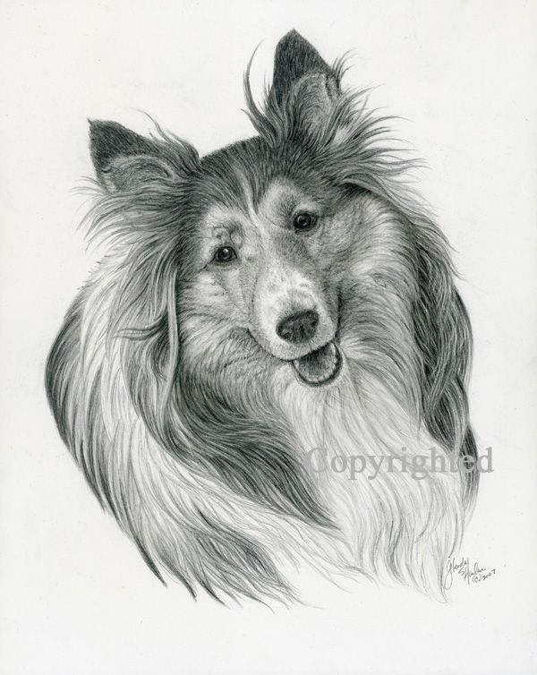 Sheltie Drawing at Explore collection of Sheltie