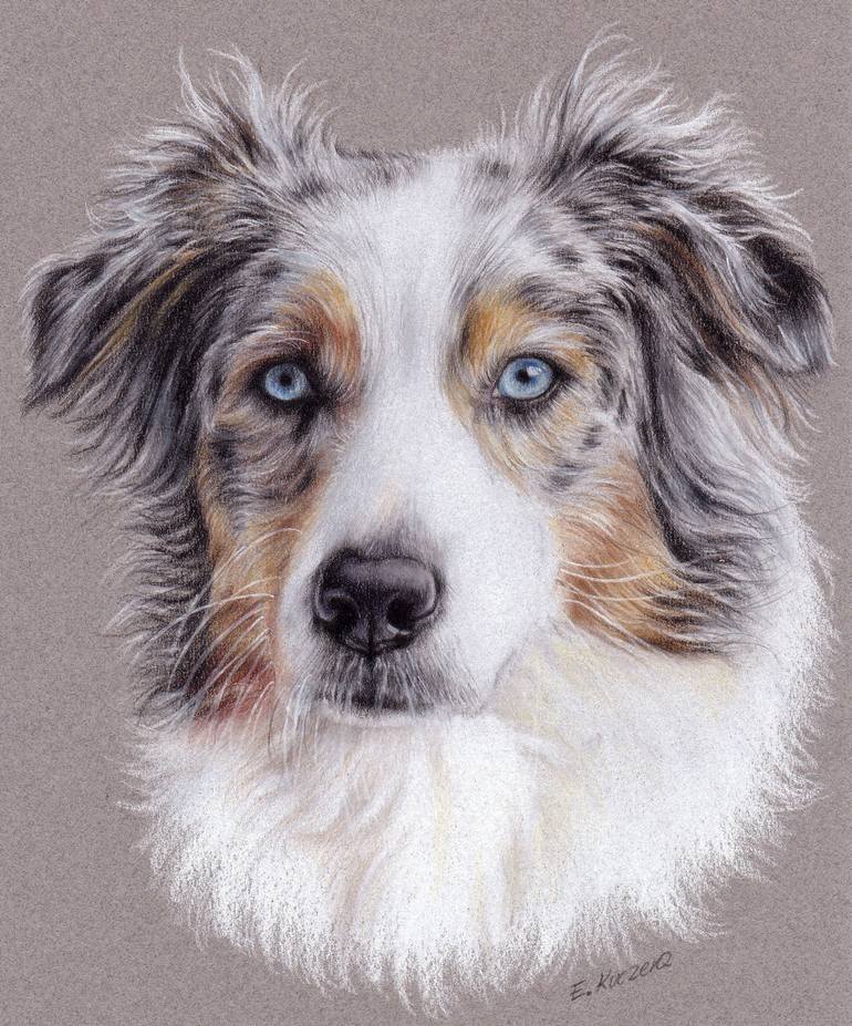 770x927 Australian Shepherd Drawing - Shepherd Drawing
