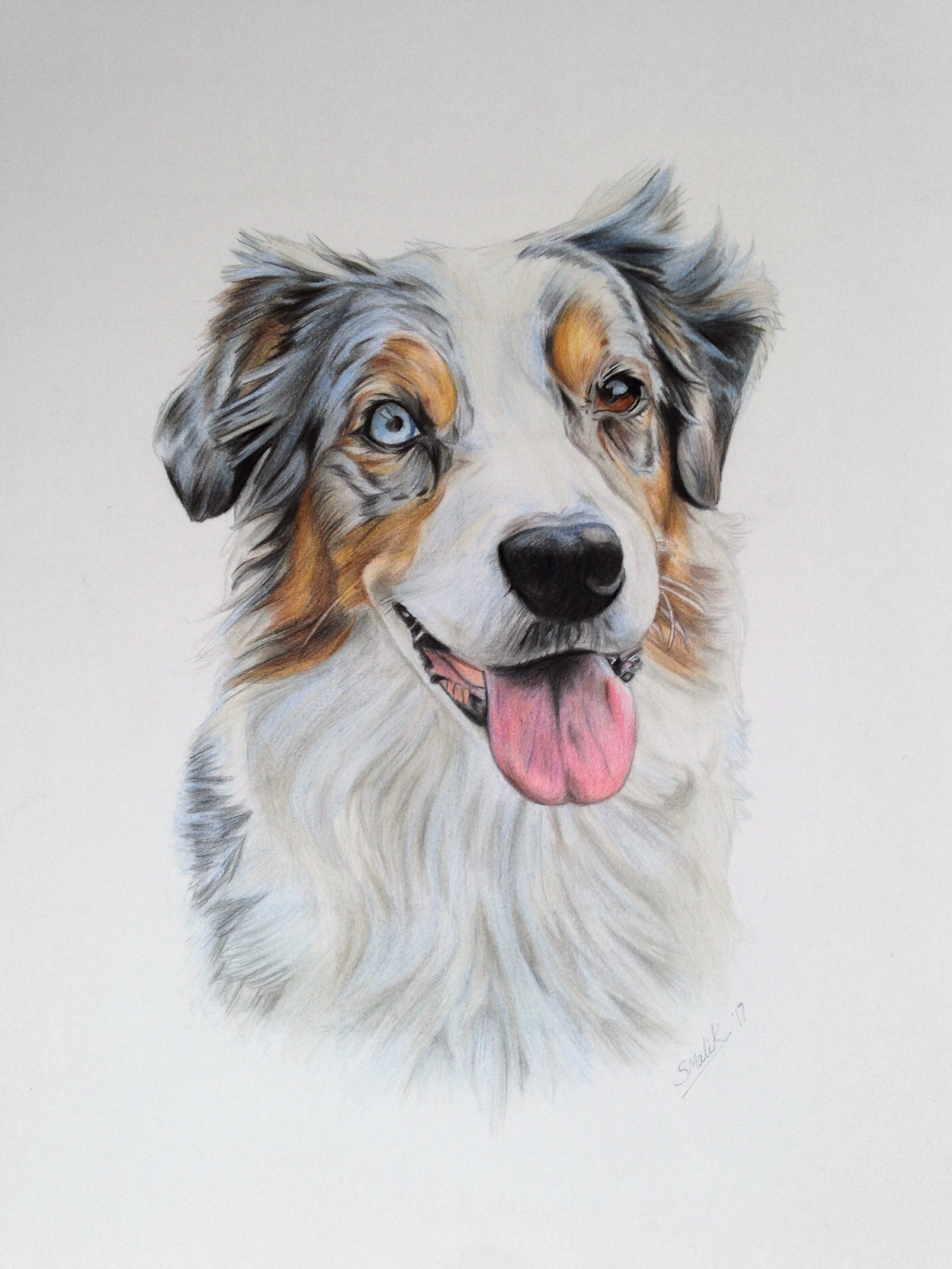 2373x3163 Did A Drawing Of Izzie The Beautiful Australian Shepherd - Shepherd Drawing