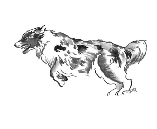 550x450 Australian Shepherd Drawing Posters - Shepherd Drawing