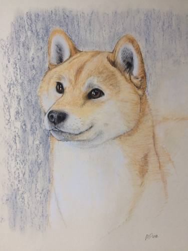375x500 shiba inu drawing - Shiba Drawing