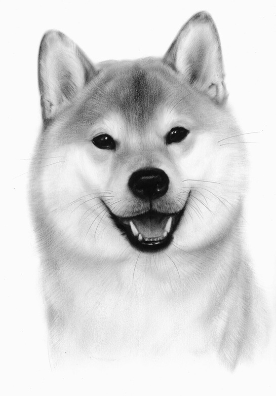 Shiba Drawing at PaintingValley.com | Explore collection of Shiba Drawing