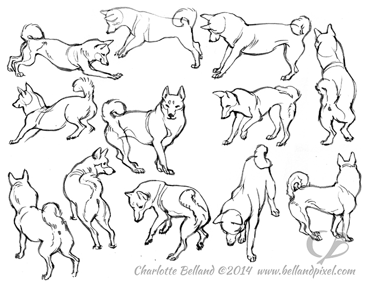 Shiba Inu Drawing at PaintingValley.com | Explore collection of Shiba ...