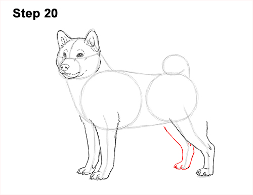 500x386 how to draw a dog - Shiba Inu Drawing