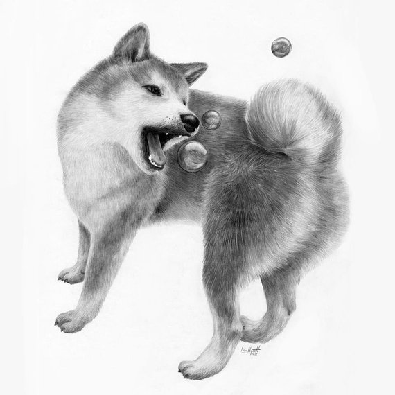 570x570 items similar to bubble catching shiba inu original pencil - Shiba Inu Drawing
