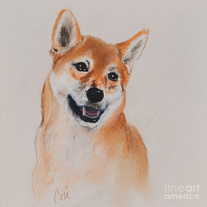 299x300 shiba inu drawings fine art america - Shiba Inu Drawing