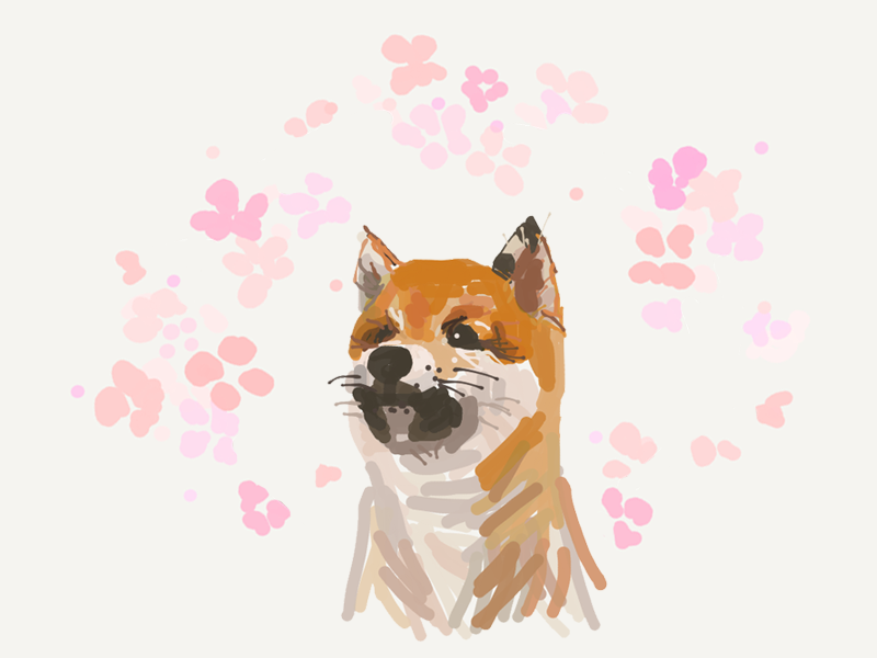 800x600 shiba inu - Shiba Inu Drawing