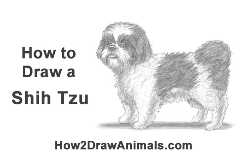 500x315 How To Draw A Dog - Shih Tzu Drawing