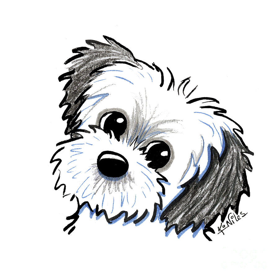 Shih Tzu Drawing at PaintingValley.com | Explore collection of Shih Tzu