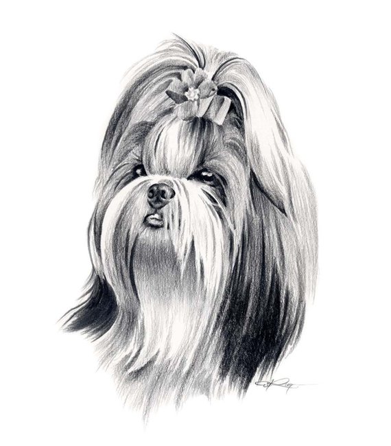 570x650 Shih Tzu Dog Pencil Drawing Art Print - Shih Tzu Drawing