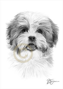 212x300 Shih Tzu Dog Art Size Signed Pencil Drawing Artwork Print Pet - Shih Tzu Drawing