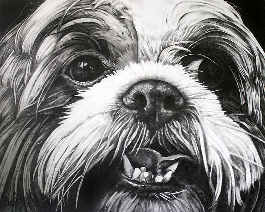900x718 Shih Tzu Tommy Drawing - Shih Tzu Drawing